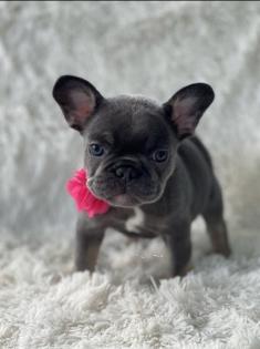 Wunderschöne Französische Bulldoggen Welpen mit Ahnentafel.