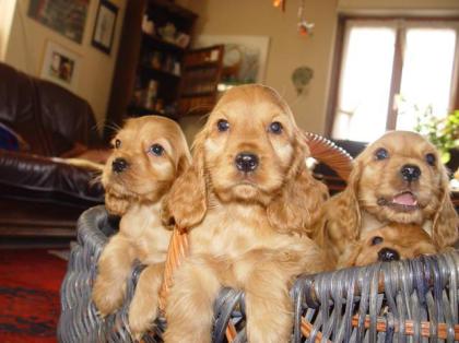 English Cocker-Spaniel Welpen Mehrfarbig