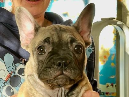 Französische Bulldoggen Welpen