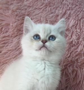 Echte British Shorthair Kitten in lilac Golden shadet point mit Stammbaum