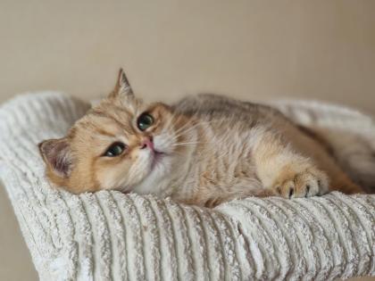 Bkh britisch kurzhaar Kater 6 Monate alt