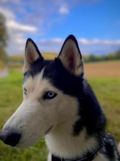 Sibirien Husky Deckrüde 