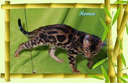 Exklusiver und pfiffiger Bengal Kater, Donat Rosetten, Eyecatcher, unkastriert!