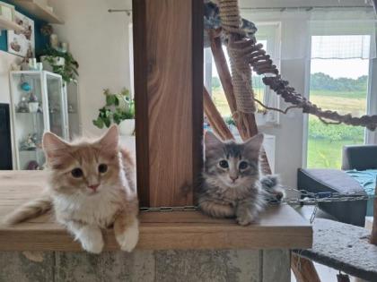 2 Norwegische Waldkatzen Kitten
