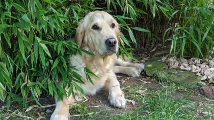 Golden Retriever Junge reinrassig