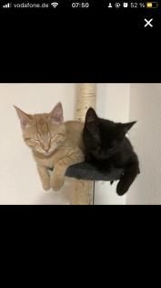 Bkh-Maincoon Kitten suchen ein liebevolles Zuhause!