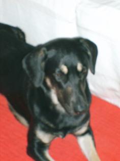 Tagespflegestelle für jungen Hund gesucht