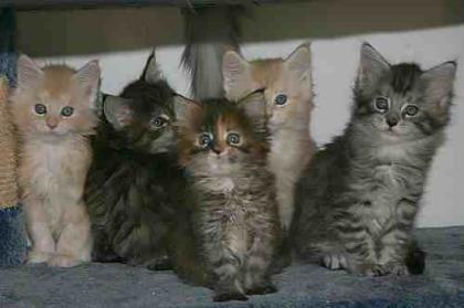 Traumhafte Maine Coon Kitten