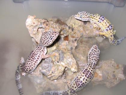 Biete leopardgecko Zuchtgruppe 1.2