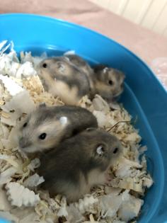 Dschungarische Zwerghamster Babys    