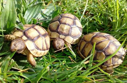 Breitrand-Schildkröten von 2024