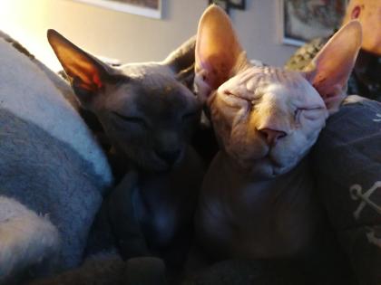 2 liebevolle Kater schweren Herzens abzugeben. 