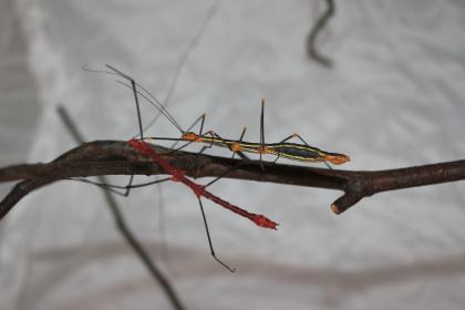 Oreophoetes peruana Farnschrecke