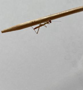 Hierodula membranacea 