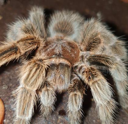 Verkaufe Vogelspinnen und Skorpione zum top Preis  Brachypelma grammostola usw.