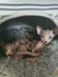 4 wunderschöne Kanadischer Sphynx Kitten mit blauen Augen