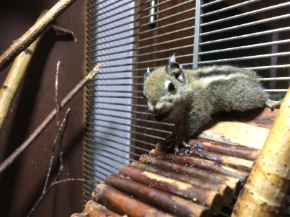  Baumstreifenhörnchen zu verkaufen 