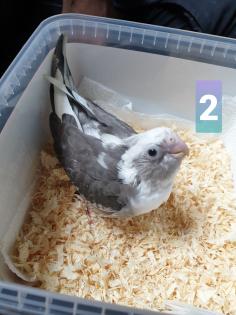 Nymphensittiche Handzahm