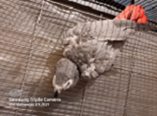 1.0 hahn ab 20j gesucht