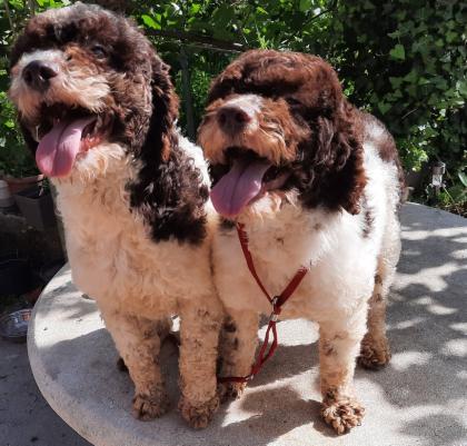 Lagotto Romagnolo Tüffel- und Wasserhund