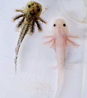 Axolotl Jungtiere aus BD freien Bestand  copper, wild, weiß 