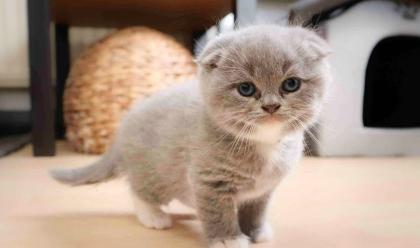 7 Scottish Fold Kätzchen  mehrfarbig 
