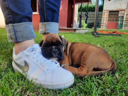 Wunderschöne Boxerwelpen suchen ein liebevolles Zuhause