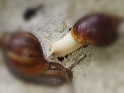 Achatschnecken zu verkaufen 