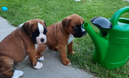 Wunderschöne Boxerwelpen suchen ein liebevolles Zuhause