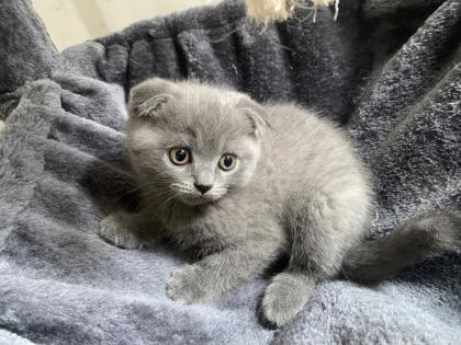 3x süße Scottish Fold Kitten  ab 02.08.   