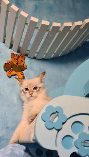 Neva Masquarade Kater 16 wochen mit Stammbaum 