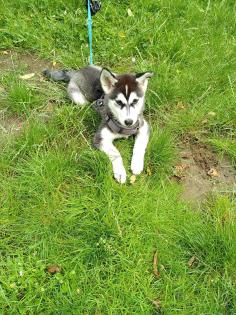 Wunderschöne Husky Junghündin
