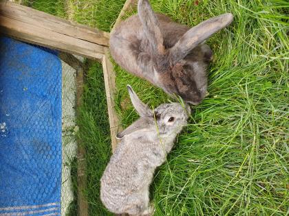 2 wunderschöne Kaninchen, Hase, Deutscher Riese, Widder