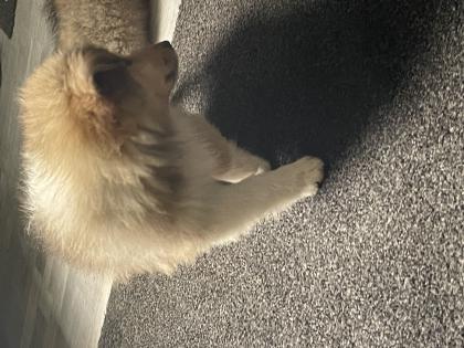 Süße Collie Welpen 