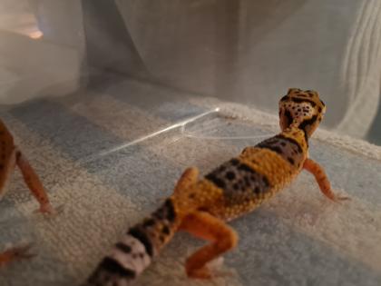 Leopardgeckos NZ21, 0.1