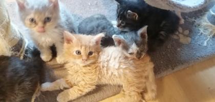 Selkirk Rex Kitten 