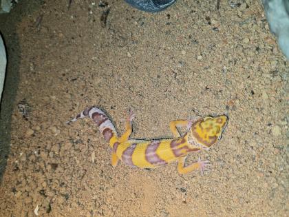 Leopardgecko NZ 2024