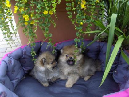Pomeranian   Zwergspitzwelpen