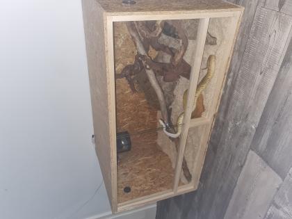Verkaufe Königspython mit Terrarium 