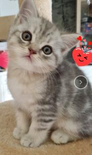 Süße BKH Kitten suchen bald ein neues Zuhause 