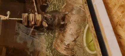 Degumännchen sucht neues Zuhause 