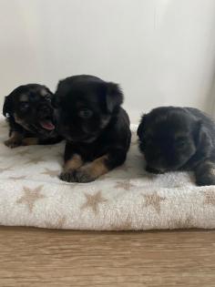Chihuahua-Mix weibchen suchen ein Zuhause 