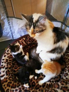 Maine-Coon mix Kitten 