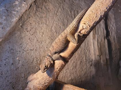 Blauer Stachelleguan 