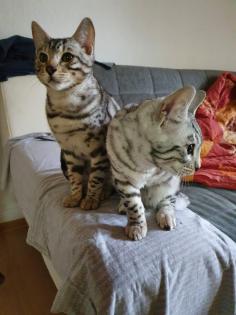 Zwei Süße Kitten zu verkaufen!