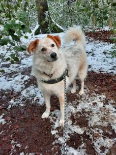 Tagesbetreuung od.std.weise für hund 8Jahre Rüde kastr. 