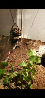 Brachypelma Hamorii Weibchen