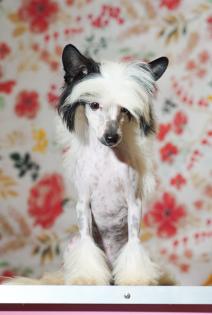 Chinese crested 