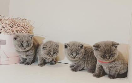 6 BSH Kitten Geboren  10 2024 