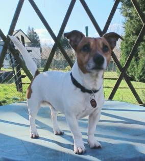 Jack Russell Terrier Deckrüde 